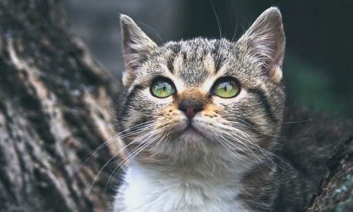 Puzzle Chaton - Animaux - Absolu Puzzle