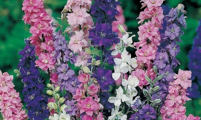 Puzzle Giroflées - Paysages & Fleurs - Absolu Puzzle