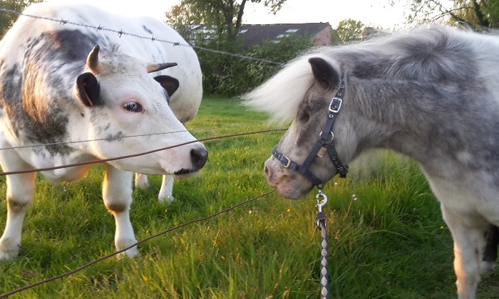 Puzzle Saphir fait connaissance - Animaux - Absolu Puzzle