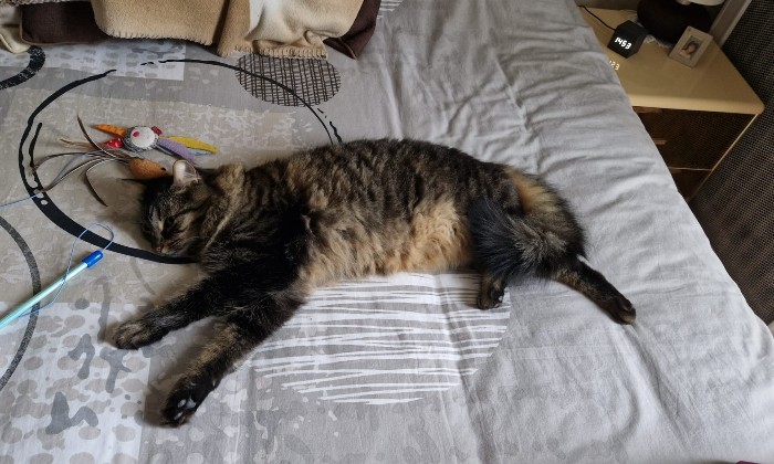 Puzzle Naya - Animaux - Absolu Puzzle