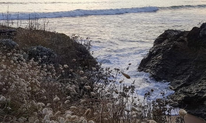 Puzzle vue sur la mer - Paysages & Fleurs - Absolu Puzzle