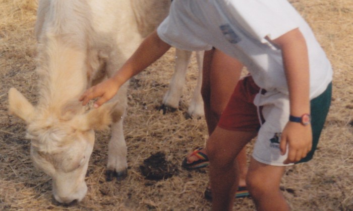 Puzzle j'y vais ou j'y vais pas - Animaux - Absolu Puzzle