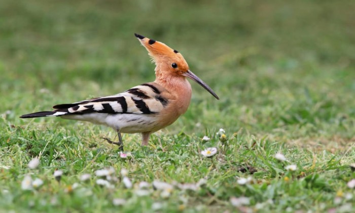 Puzzle Huppe Fasciée - Paysages & Fleurs - Absolu Puzzle