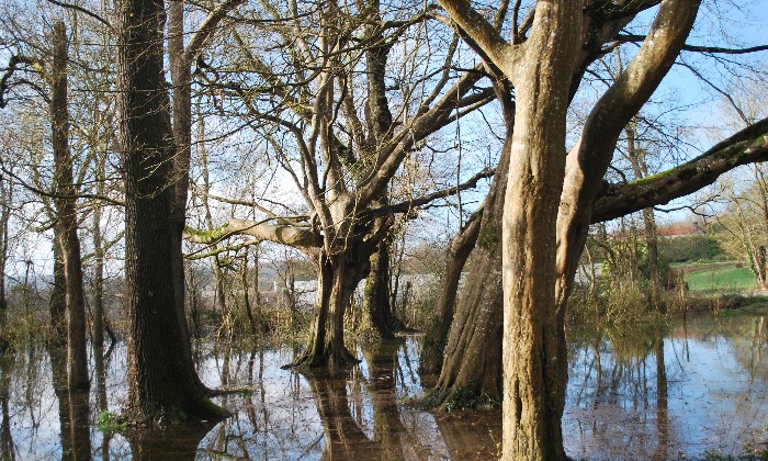 Puzzle arbres les pieds dans l'eau - Paysages & Fleurs - Absolu Puzzle