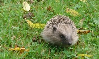 Puzzle 14964 - Hérisson