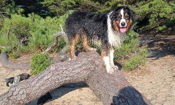 Puzzle 14835 - queeny sur son arbre perchée