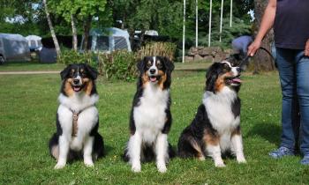 Puzzle 14867 - les 3 soeurs