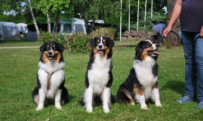 Puzzle les 3 soeurs - Animaux - Absolu Puzzle