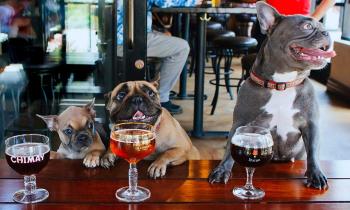 Puzzle 15001 - Flûte ils sont déjà là