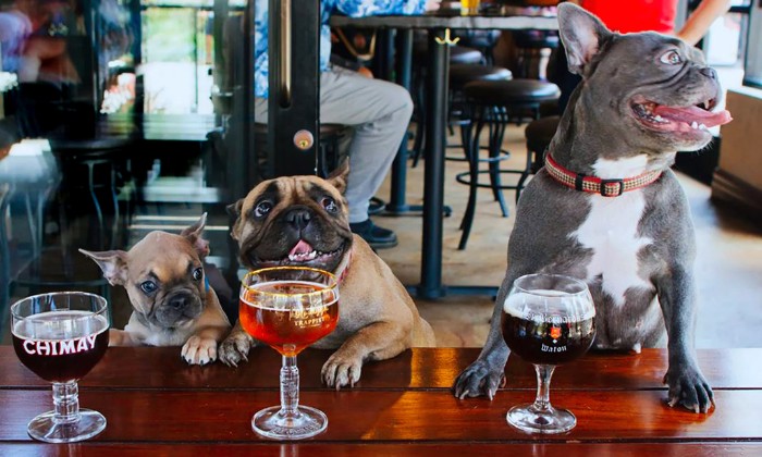 Puzzle Flûte ils sont déjà là - Animaux - Absolu Puzzle