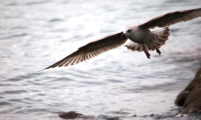 Puzzle Oiseau GOÉLAND marin - Animaux - Absolu Puzzle
