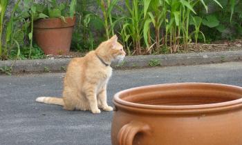 Puzzle 14952 - chouchou le chat