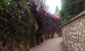 15062 | St Jean cap ferrat - 