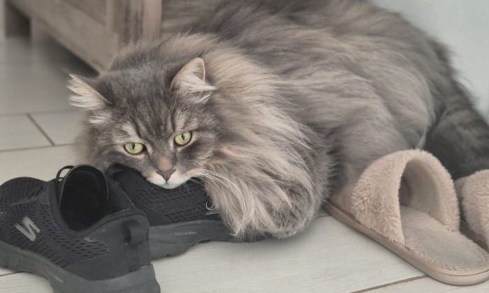 Puzzle Sly dans la catégorie Animaux 