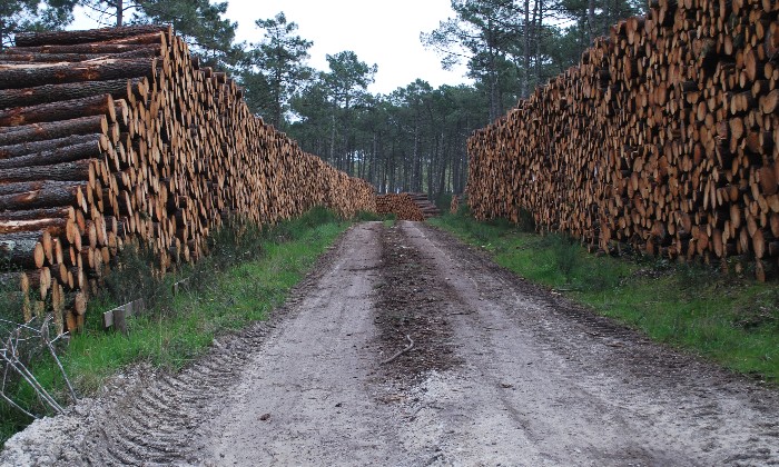 Puzzle sentier des troncs d'arbres dans la catégorie Divers & Curiosités dans une forêt des landes un chemin c'est formé entre des troncs de pins