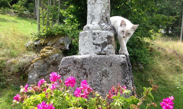 Puzzle Le chat BLANC & FLEUR - Animaux - Absolu Puzzle