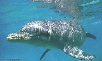 35 | Dauphin 1 - Un dauphin dans la mer