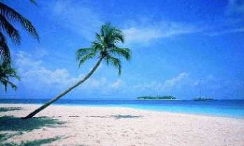 20 | Plage & son palmier - Une belle plage de sable fin.