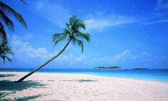 puzzle Plage & son palmier, Une belle plage de sable fin.