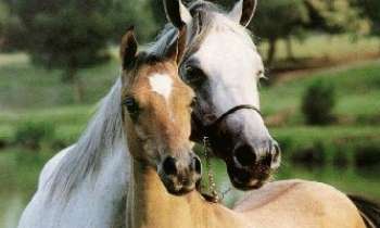34 | Les chevaux - Deux beaux chevaux.