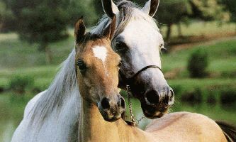puzzle Les chevaux, Deux beaux chevaux.
