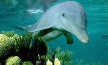 50 | Dauphin dans l eau - Un dauphin heureux comme un poisson dans l eau