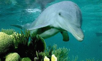 puzzle Dauphin dans l eau, Un dauphin heureux comme un poisson dans l eau