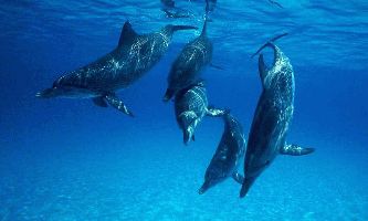 puzzle Groupe de dauphins, Un groupe de dauphin dans l océan Pacifique
