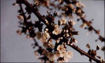 141 | Cerisier - le printemps est là 