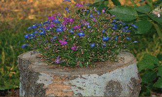 puzzle Fleurs 3, Un bouquet de bleus et de mauves sur fond de bûche