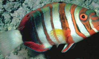 puzzle Poisson, Un poisson qui ose les couleurs !