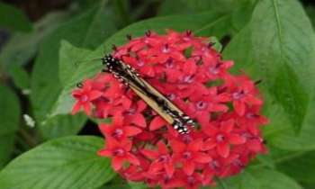 305 | Union Libre - Les ailes au repos du papillon ne semblent pas l'empêcher de butiner cette superbe fleur rouge !