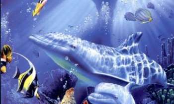 331 | Dauphins - Joyeuse évolution de dauphins dans la grande bleue...
