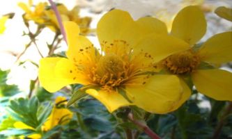 puzzle Fleur Montagne, La benoîte rampante, une rosacée des Alpes...