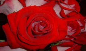 379 | Rose Rouge - La rose du coeur !