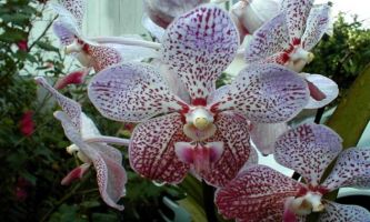 puzzle Orchidée Hawaï, Une orchidée luxuriante !