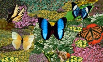 puzzle Papillons, Un jardin d'Eden pour tous les papillons.