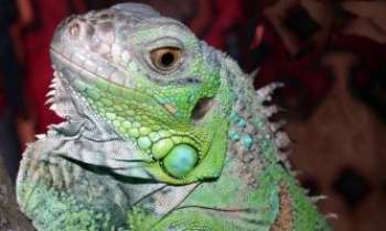 536 | Iguane - Une parure de turquoises...naturelle !