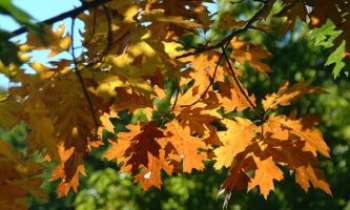 562 | Feuilles mortes - Admirez la belle couleur orangée des feuilles à l'automne.