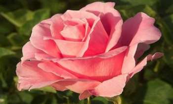 423 | Rose rose - Tous les dégradés de roses offerts par cette rose... rose !