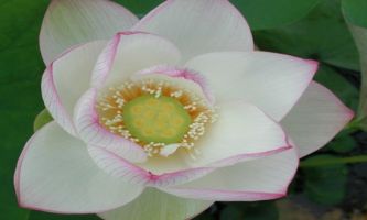puzzle Lotus blanc, Le lotus...l'inspiration de toute une civilisation !