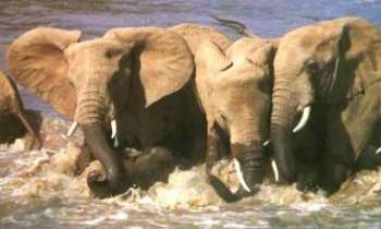 432 | Eléphants - Des éléphants prennent un bain !