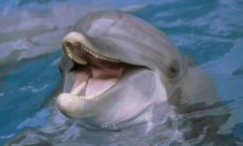 453 | Dauphin Heureux - Le sourire du dauphin...pas les dents de la mer !