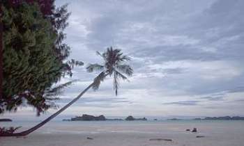 462 | Cocotier à Palau - Un beau ciel d'Eté nuageux...