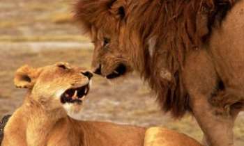 476 | Lion & lionne - Ce n'est pas gagné, on dirait...