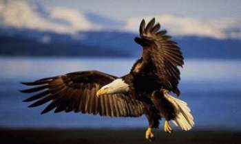 528 | Aigle - Vol majestueux de cet oiseau mythique...