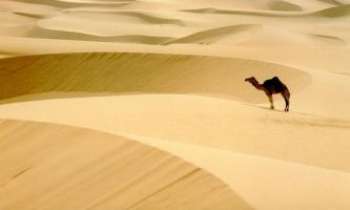545 | Dunes - Une mer de sable, un chameau...rêve de désert !