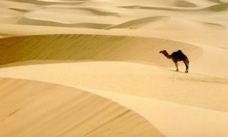 puzzle Dunes, Une mer de sable, un chameau...rêve de désert !