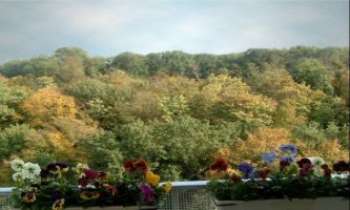 568 | Vue d'automne - Un panoramique sur la cîme des arbres...