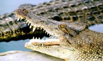 673 | Crocodiles - Une dentition parfaite, non ?